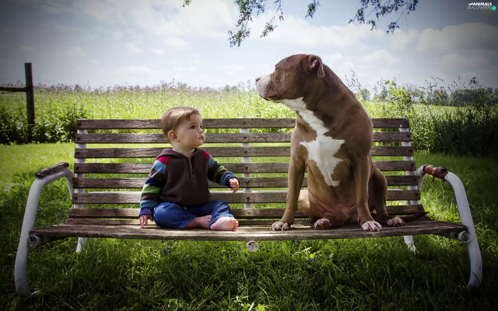 Bench, Kid, dog