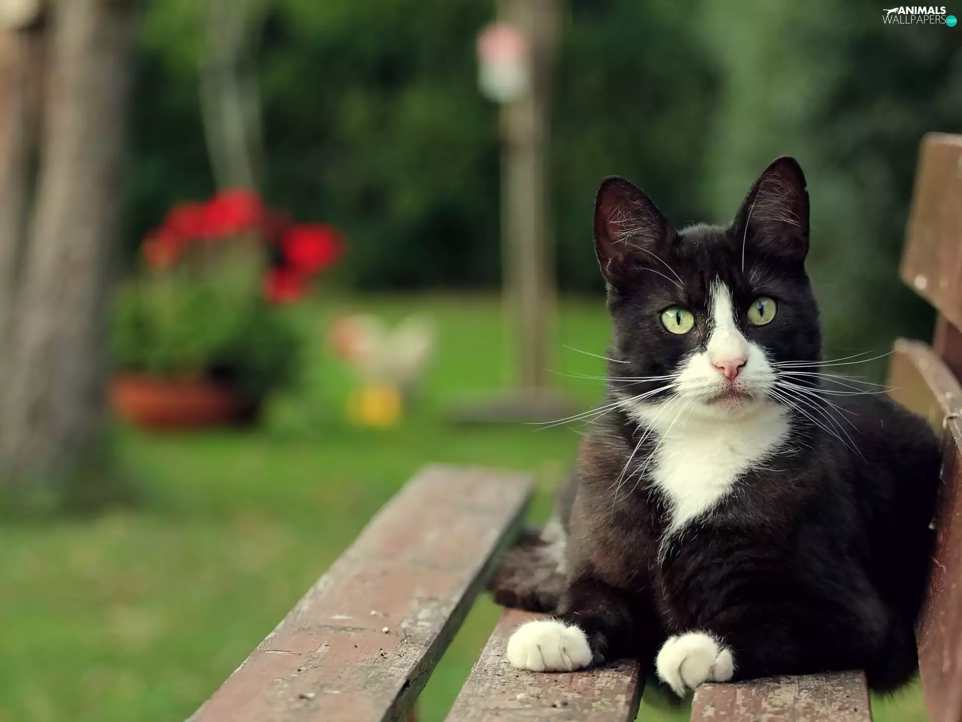 Garden, Black, cat, Bench