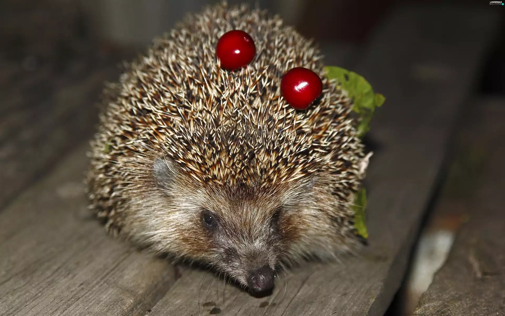 hedgehog, Fruits, Leaf, Bench