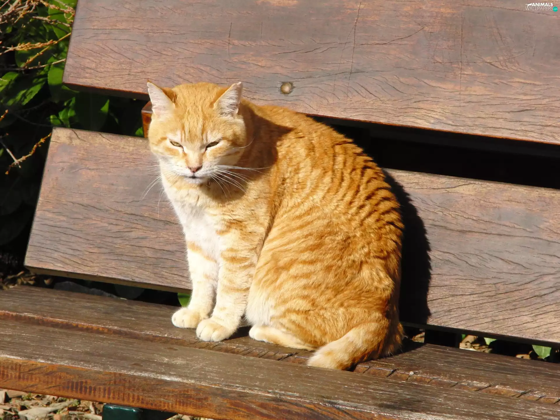 Bench, ginger, kitten