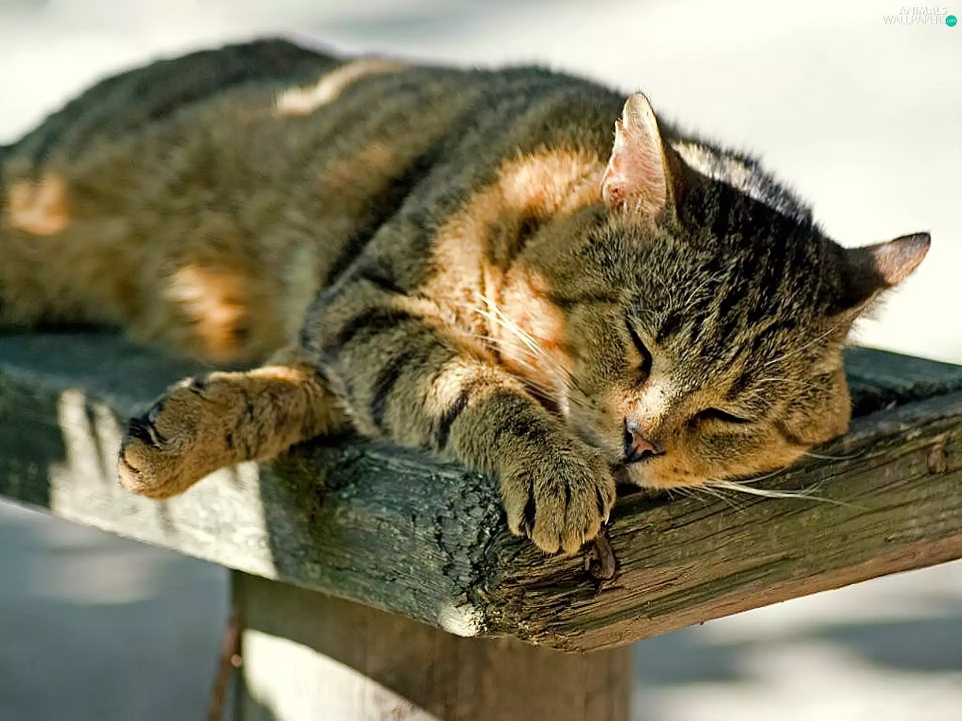 Bench, sleepy, kitten