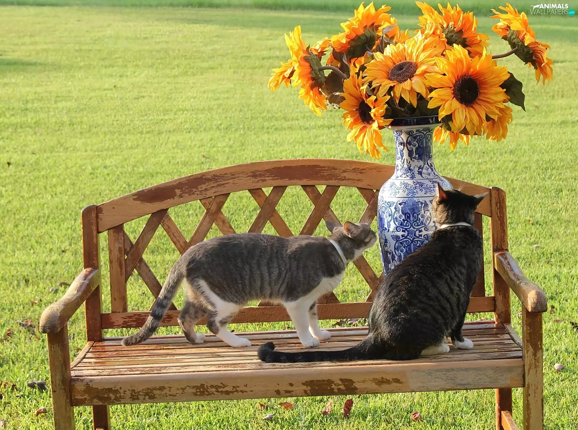 puss, Nice sunflowers, Bench