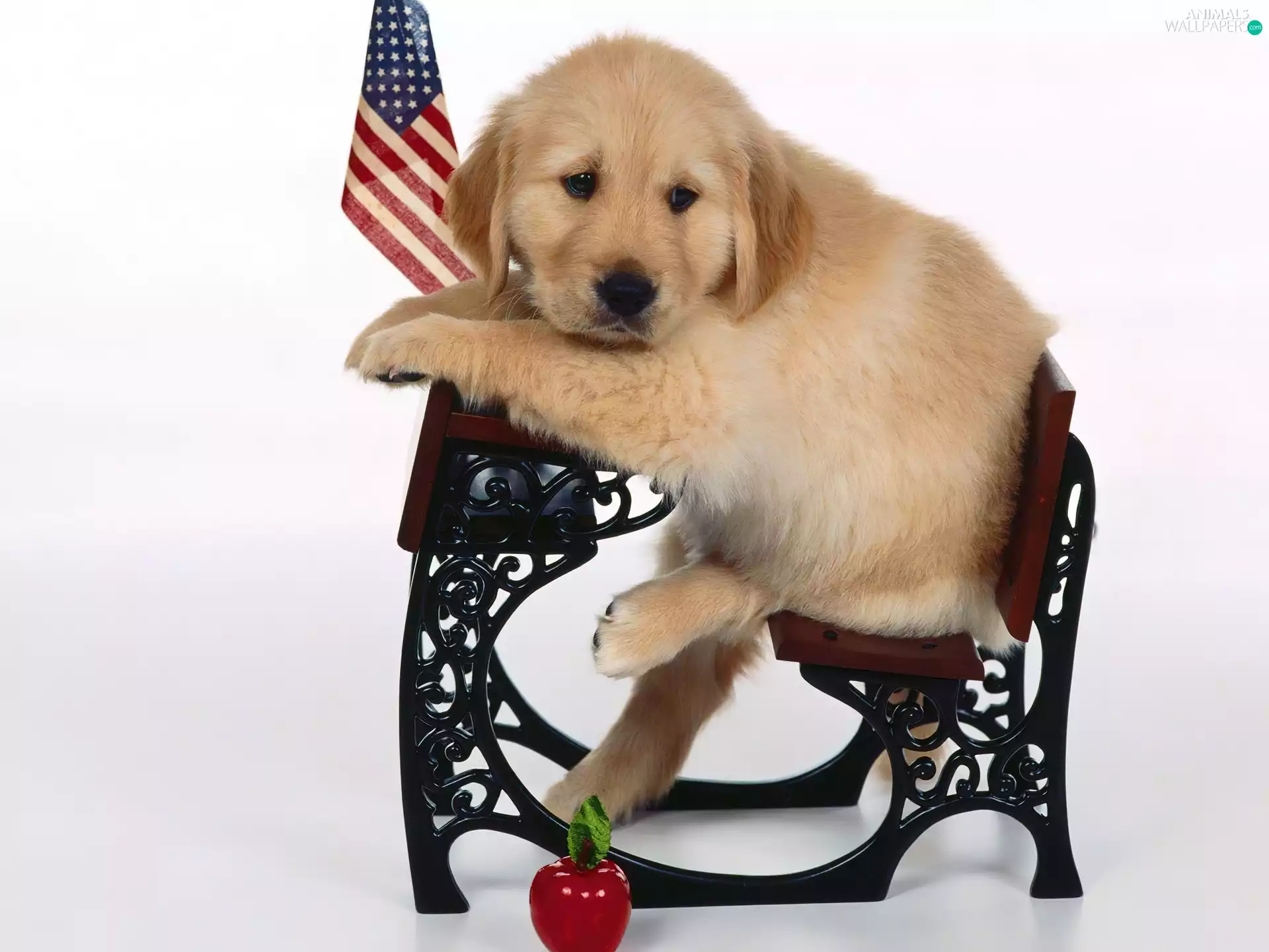 retriever, flag, USA, Bench