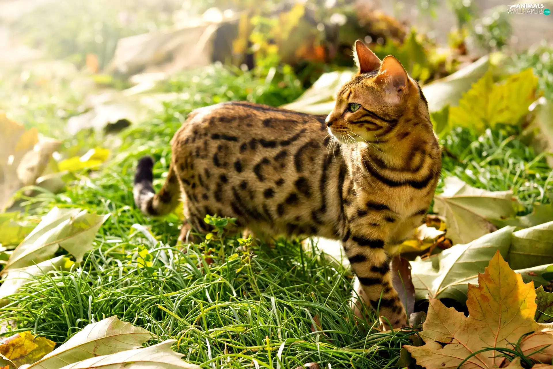 kitten, grass, Leaf, bengal