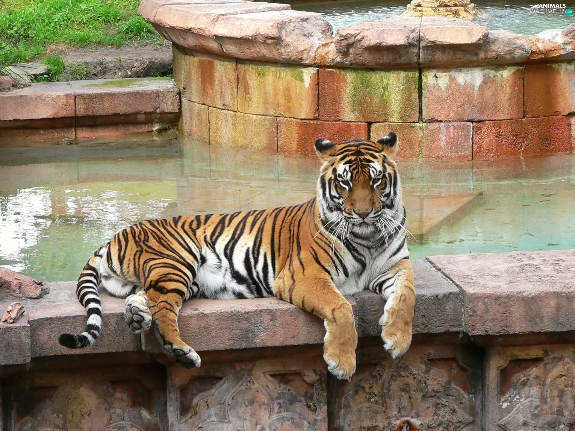 tiger, Pool, zoo, bengal