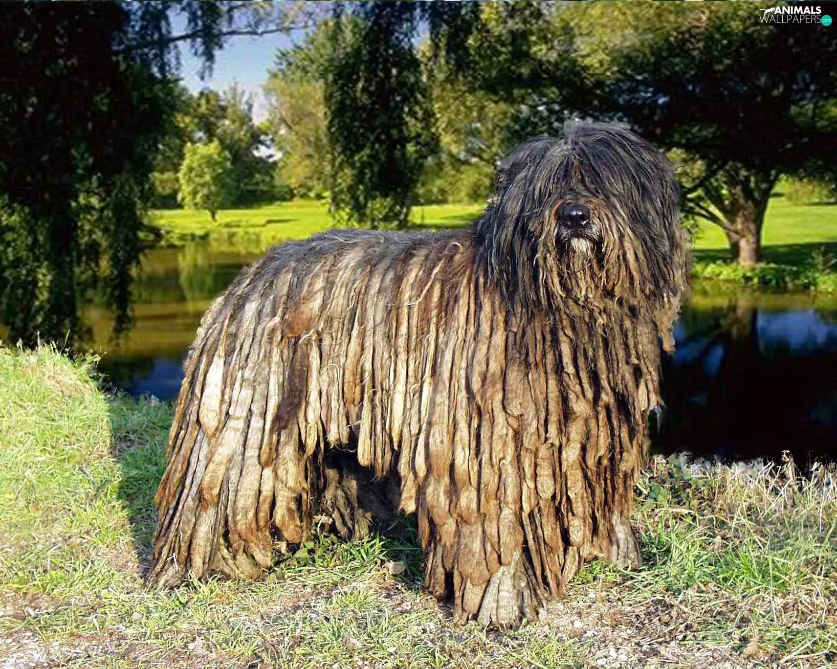 Bergamasco, Park