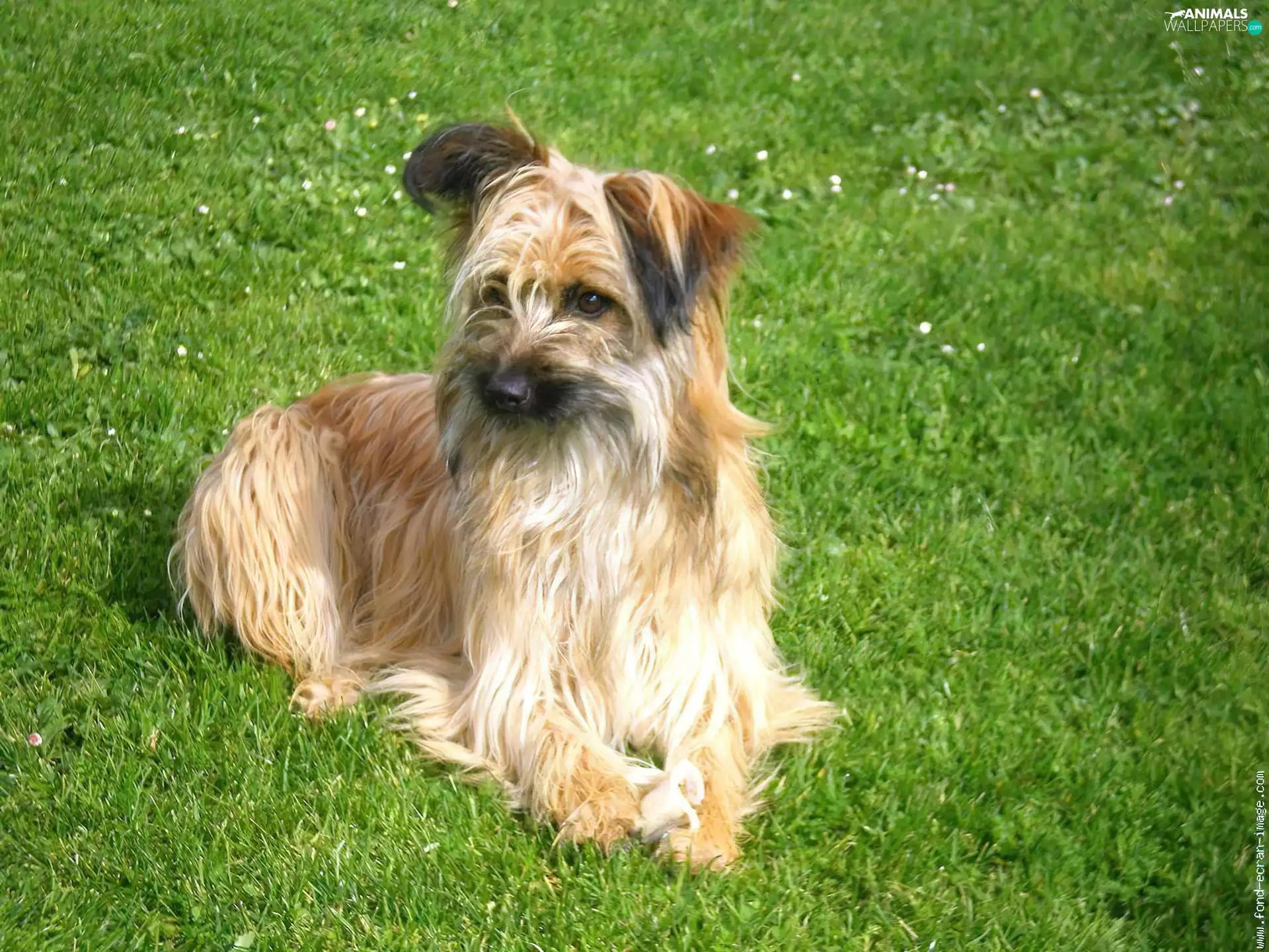 peen, Pyrenean Shepherd, Berger des Pyrénées