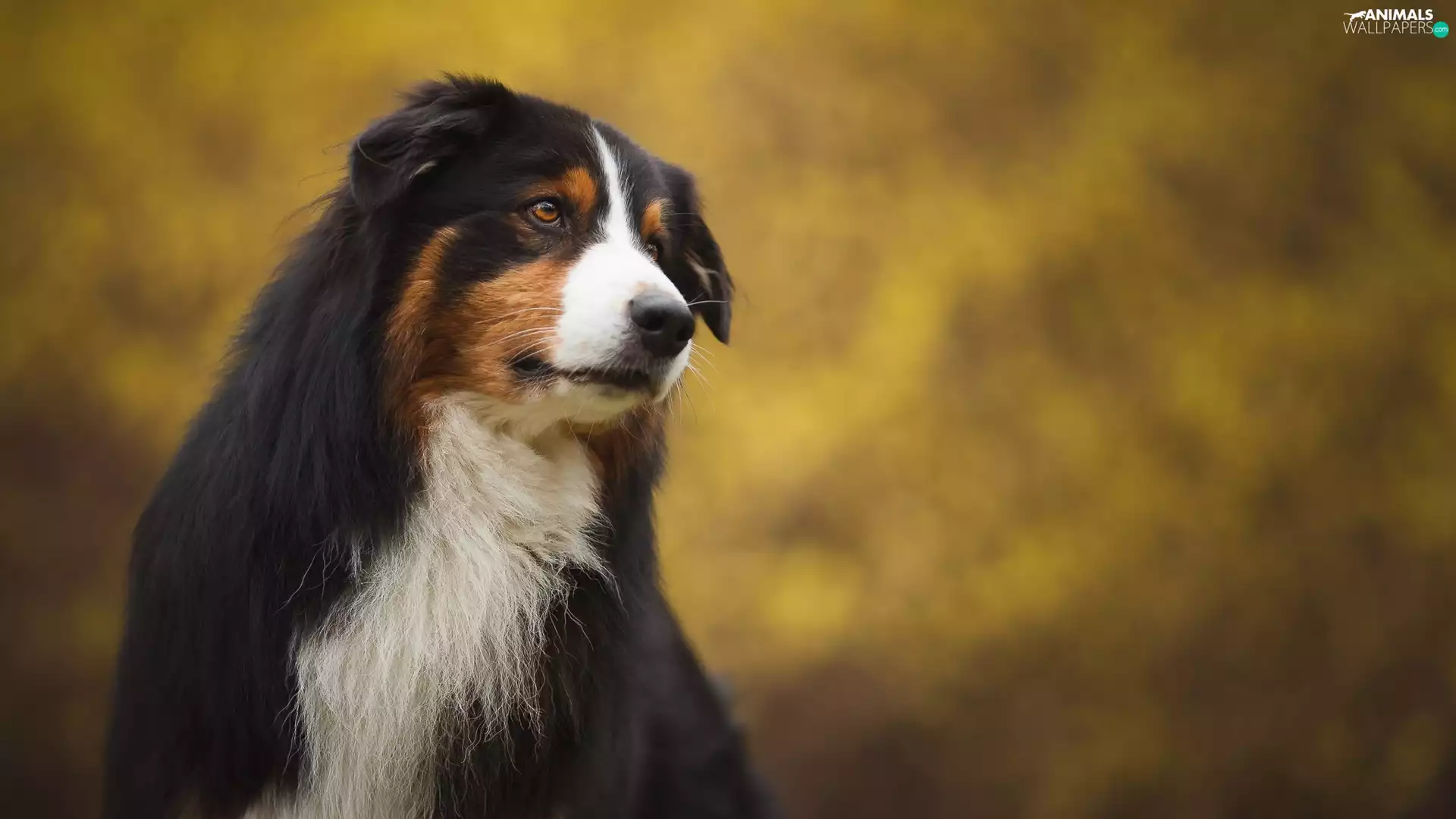dog, fuzzy, background, Bernese Mountain Dog