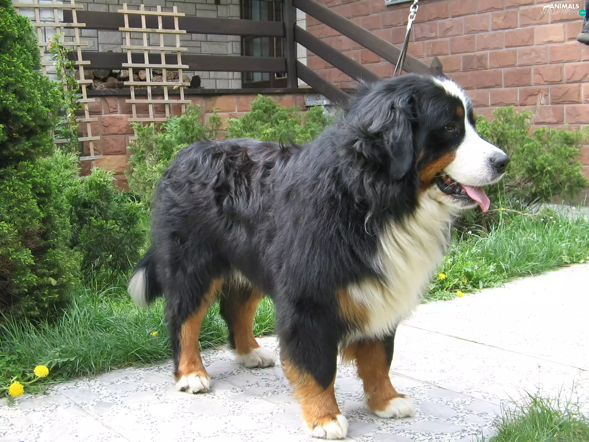 Bernese Mountain Dog