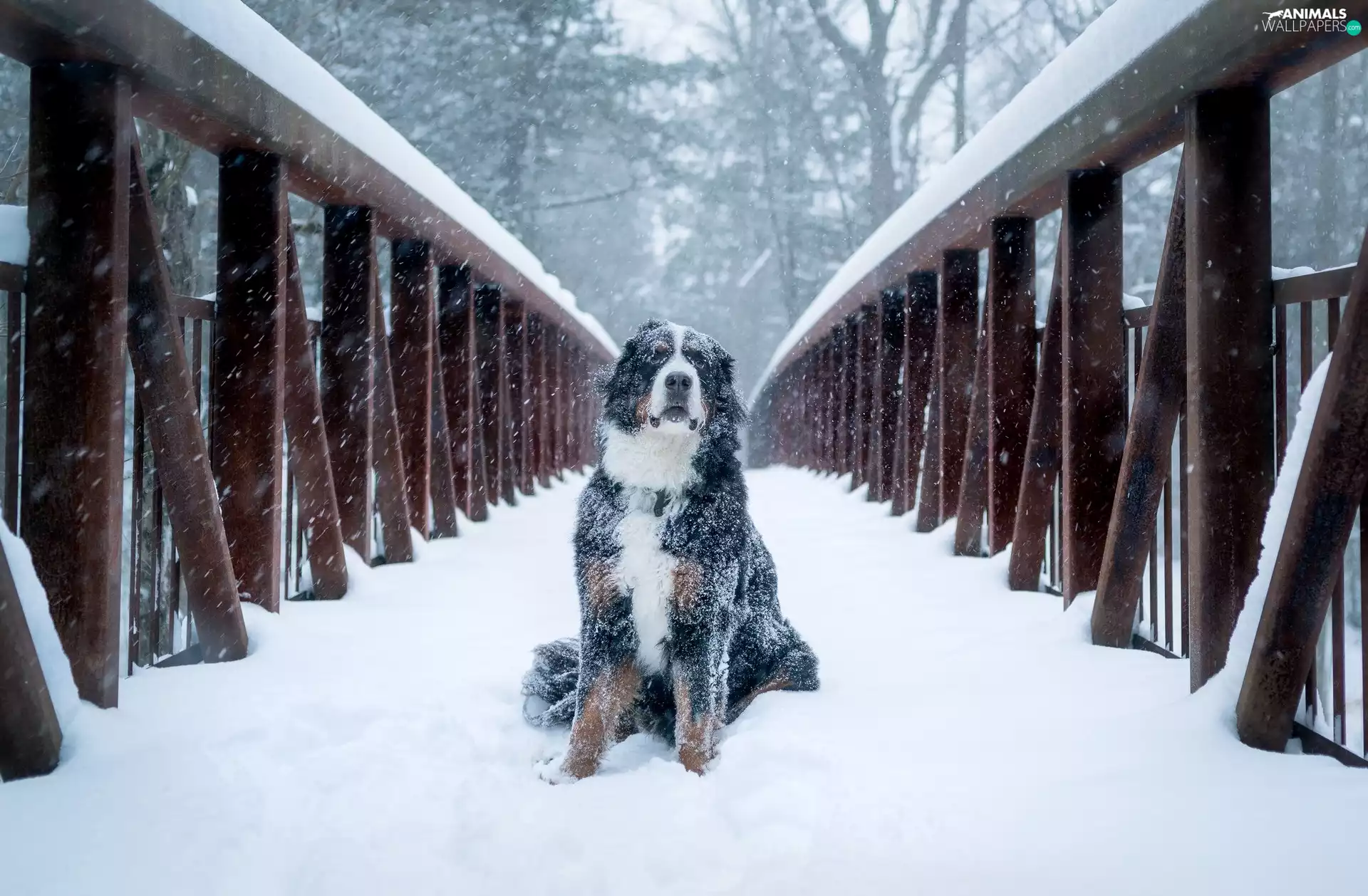 dog, bridge, snow, Bernese Mountain Dog