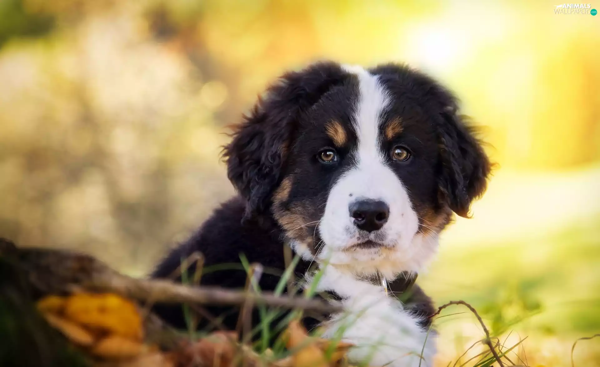 dog, puppie, Meadow, Bernese, honeyed, pastoral, autumn