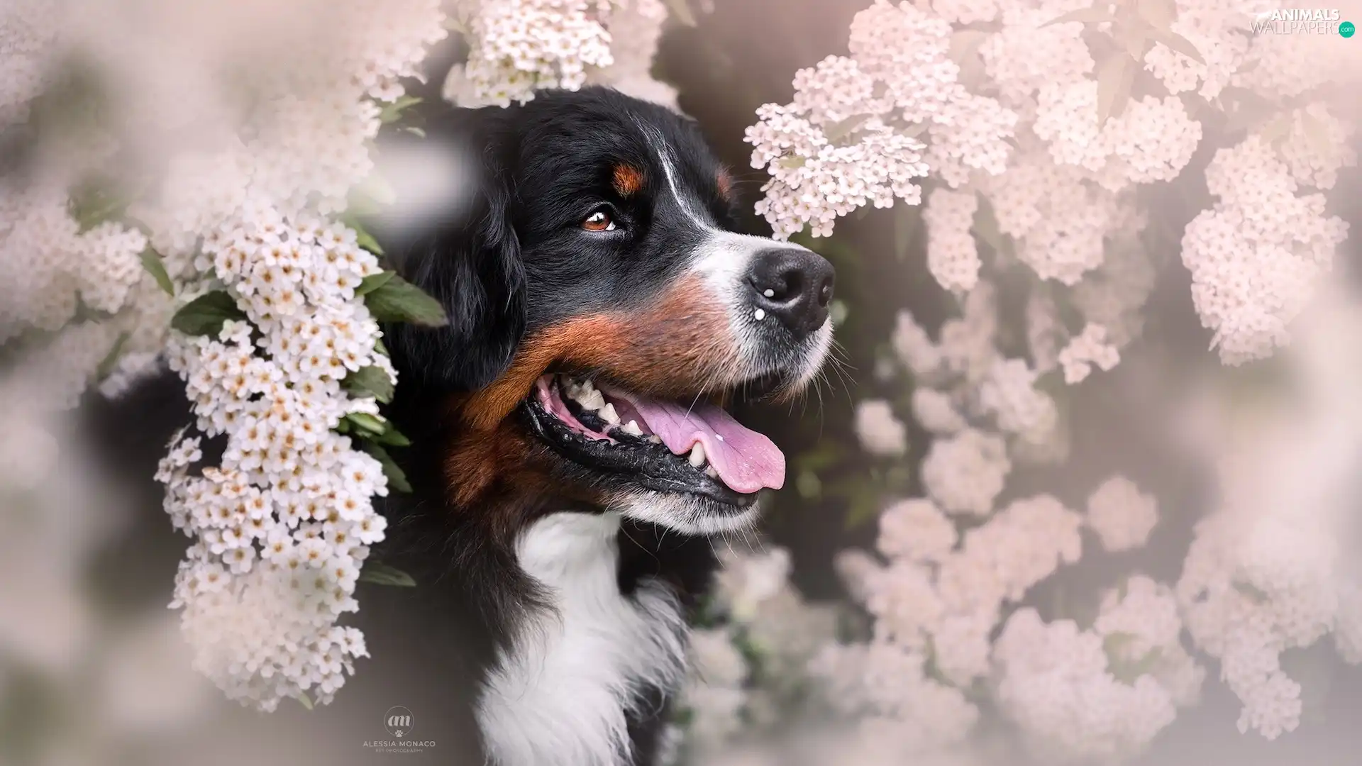 Flowers, Bernese Mountain Dog, dog