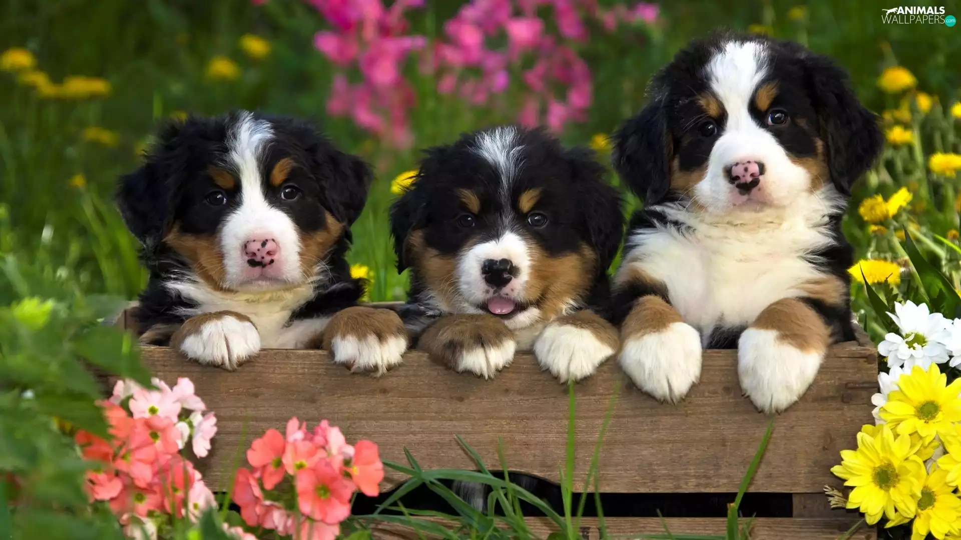 Puppies, Bernese Mountain Dog, sweet