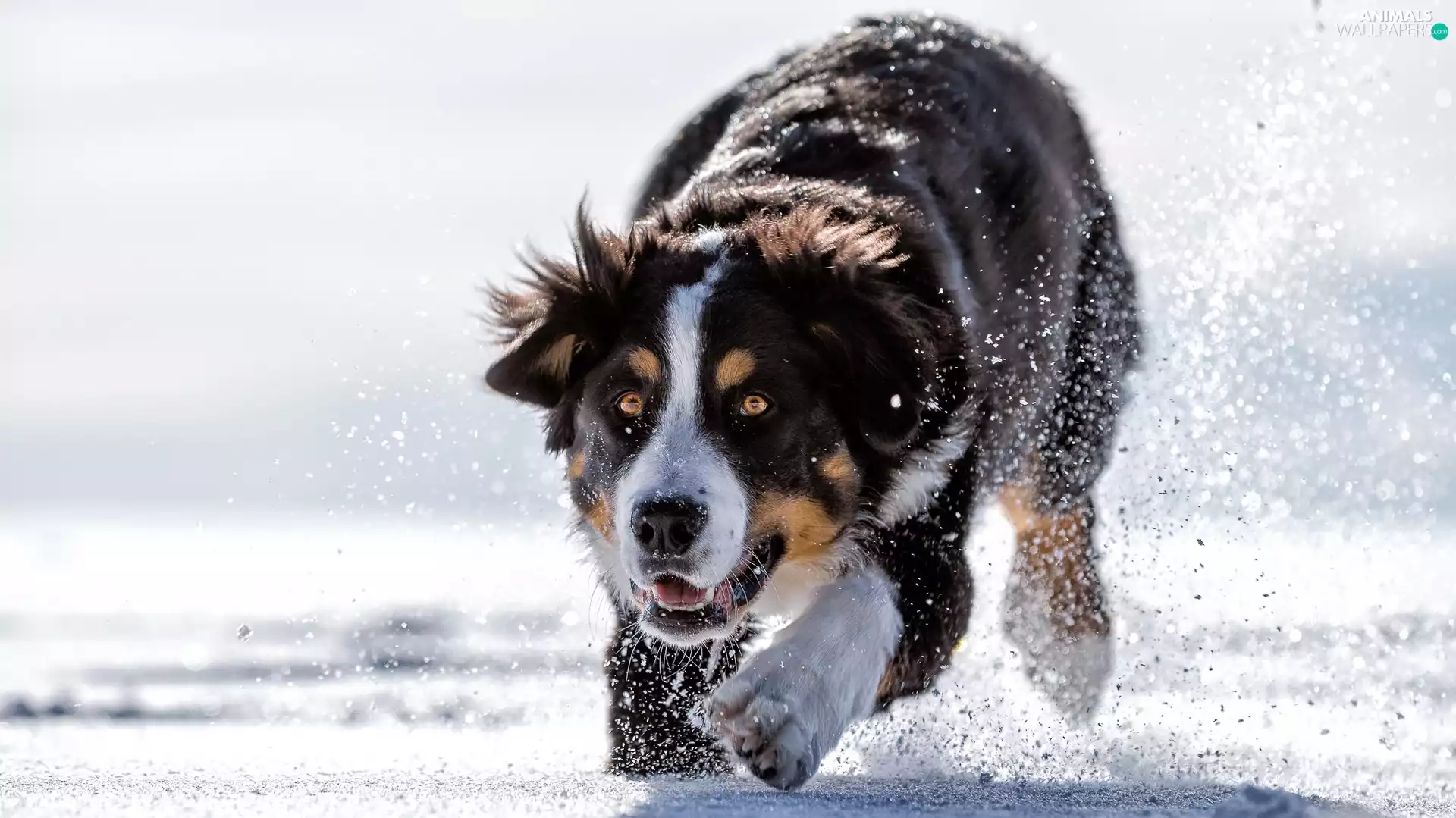 snow, Bernese Mountain Dog, winter