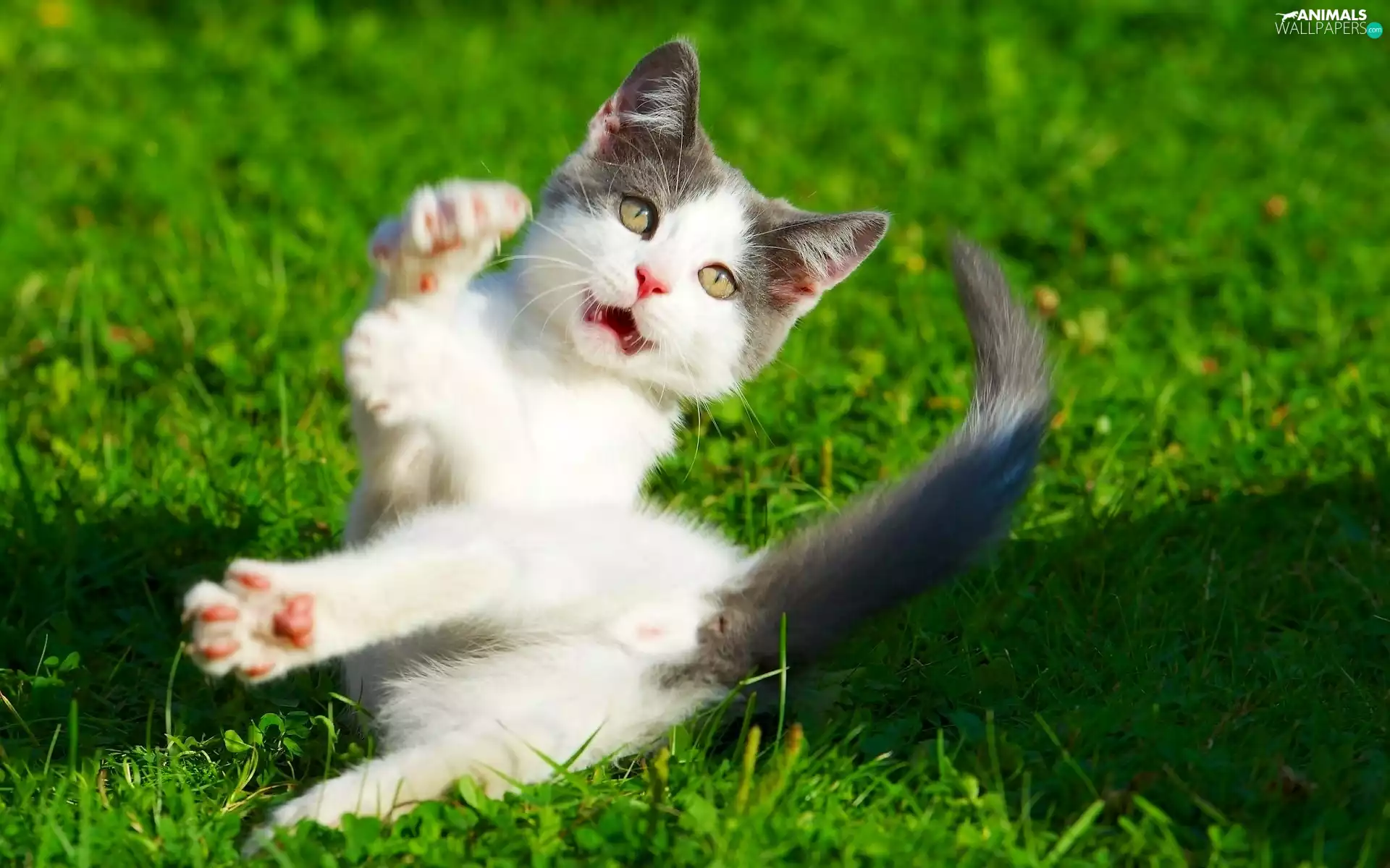 besides, kitten, Lawn