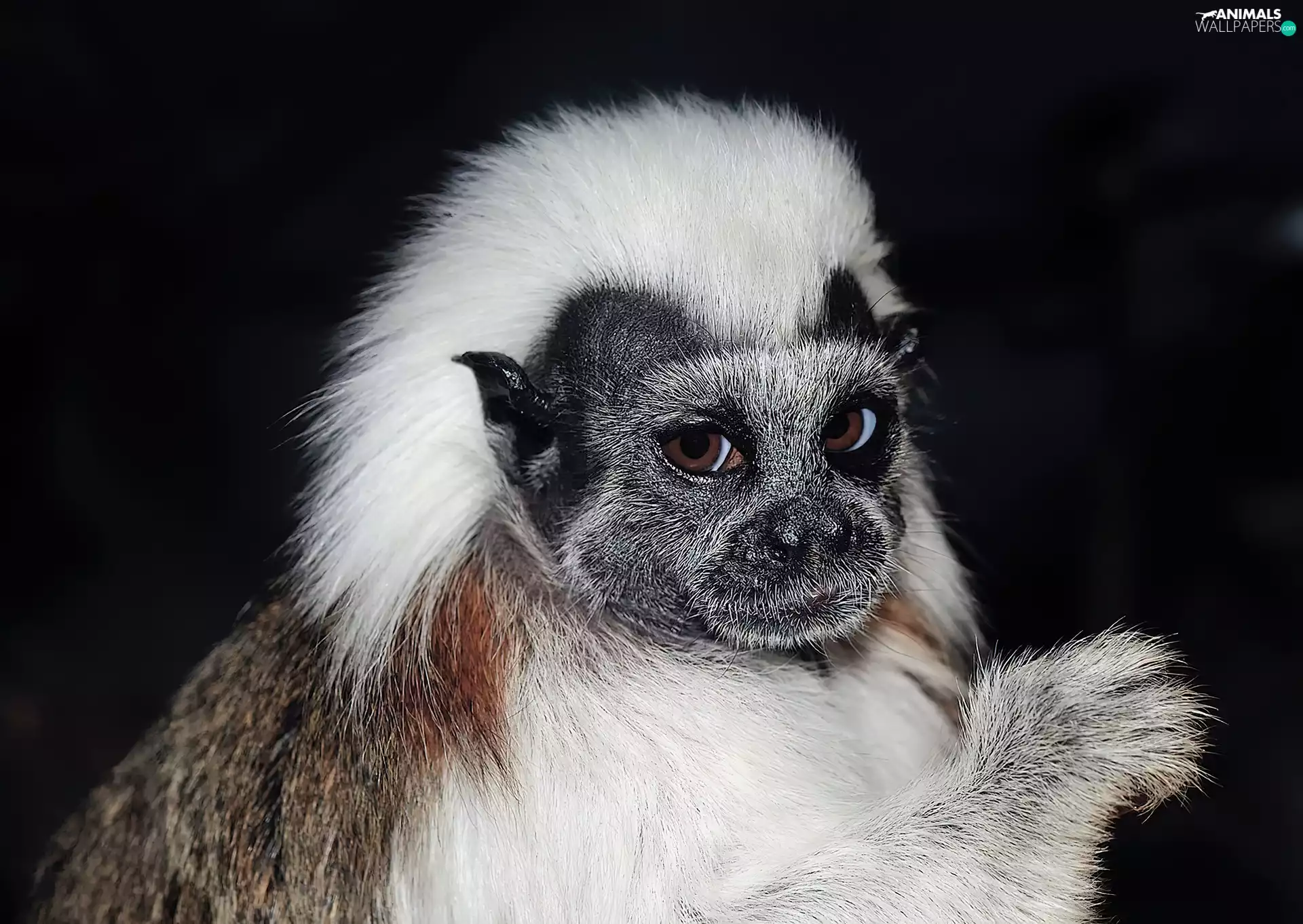 Białoczuba, Monkey, tamarin