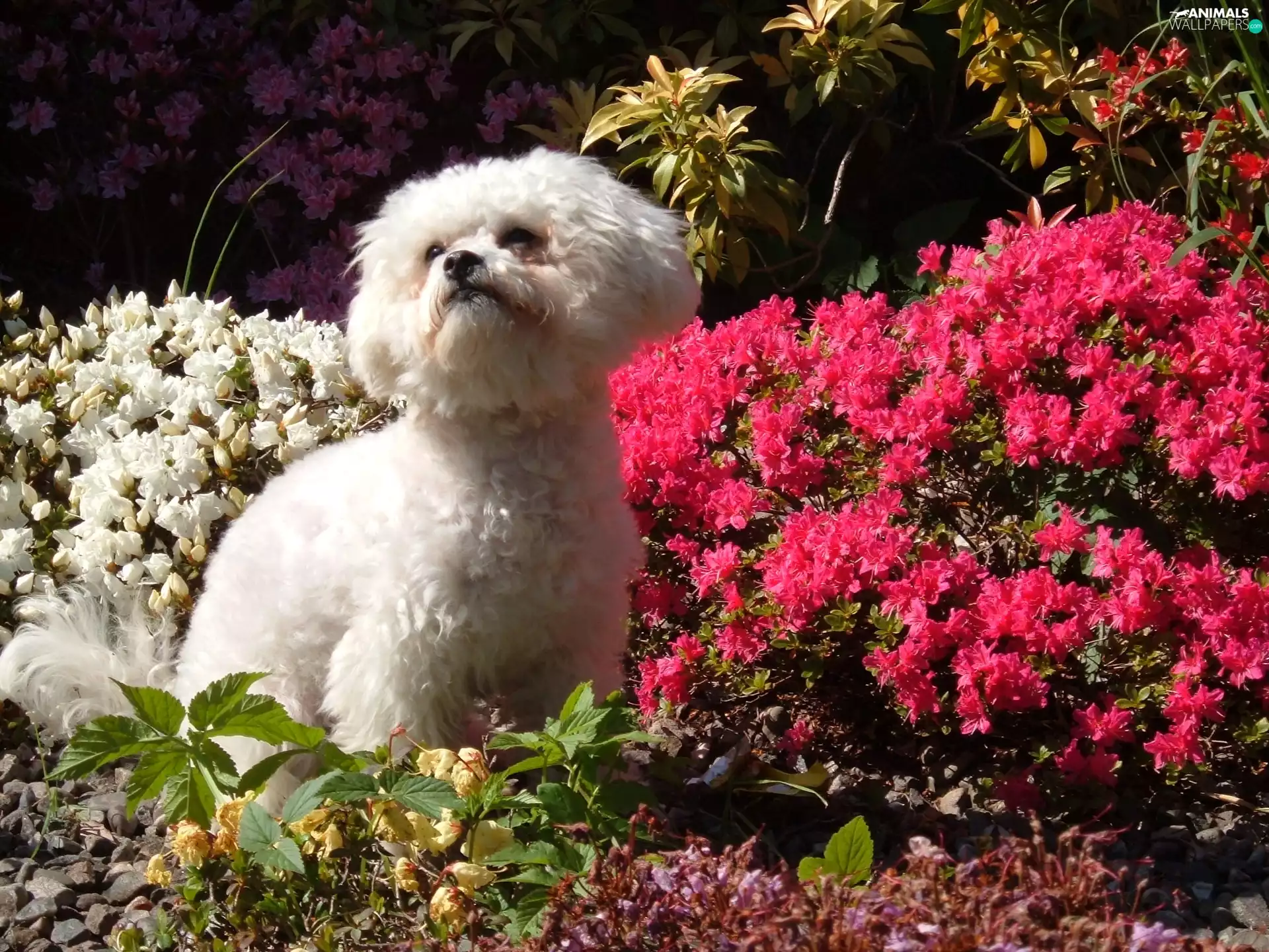 Bichon frise, Flowers