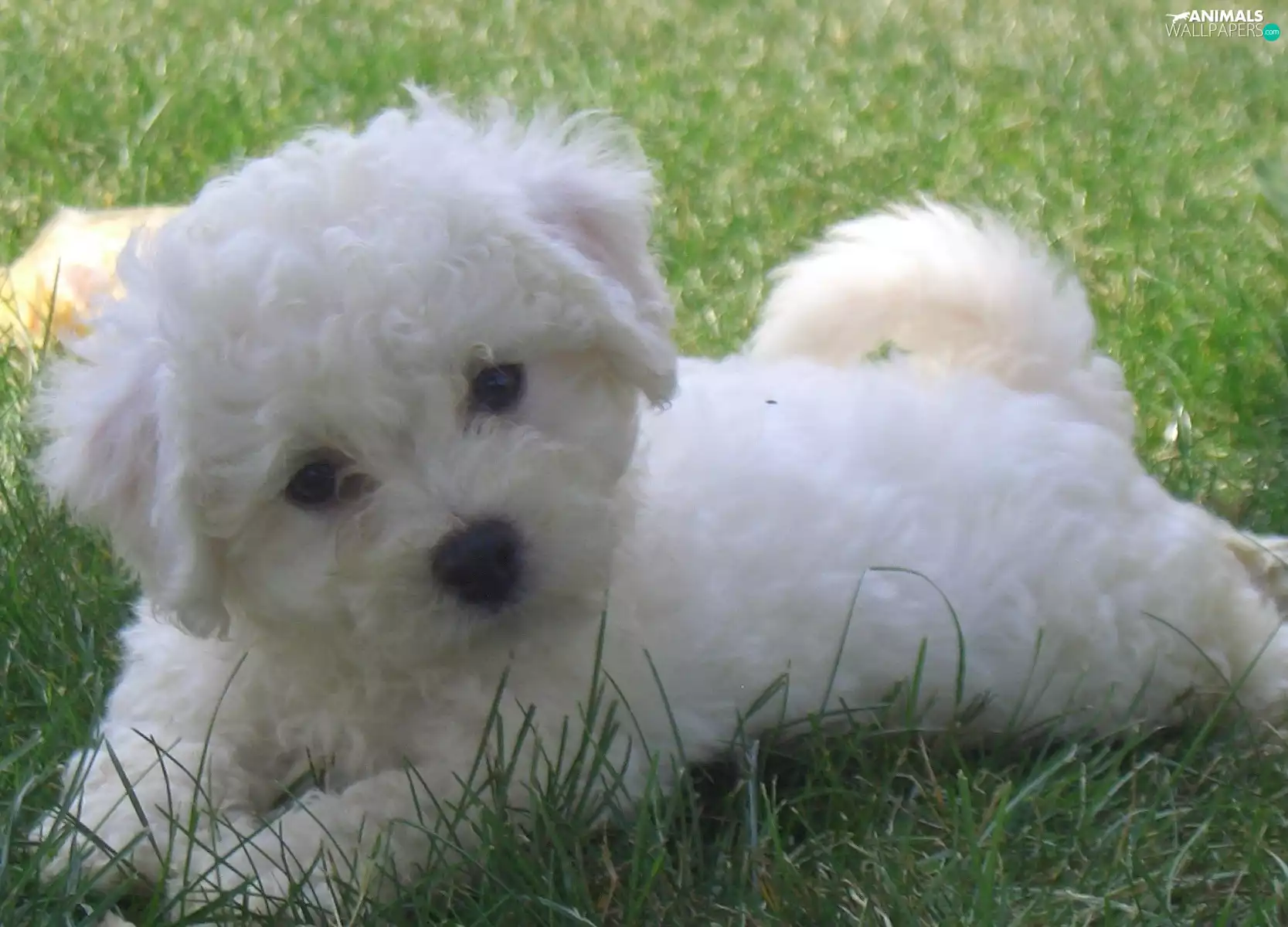 Bichon frise, grass