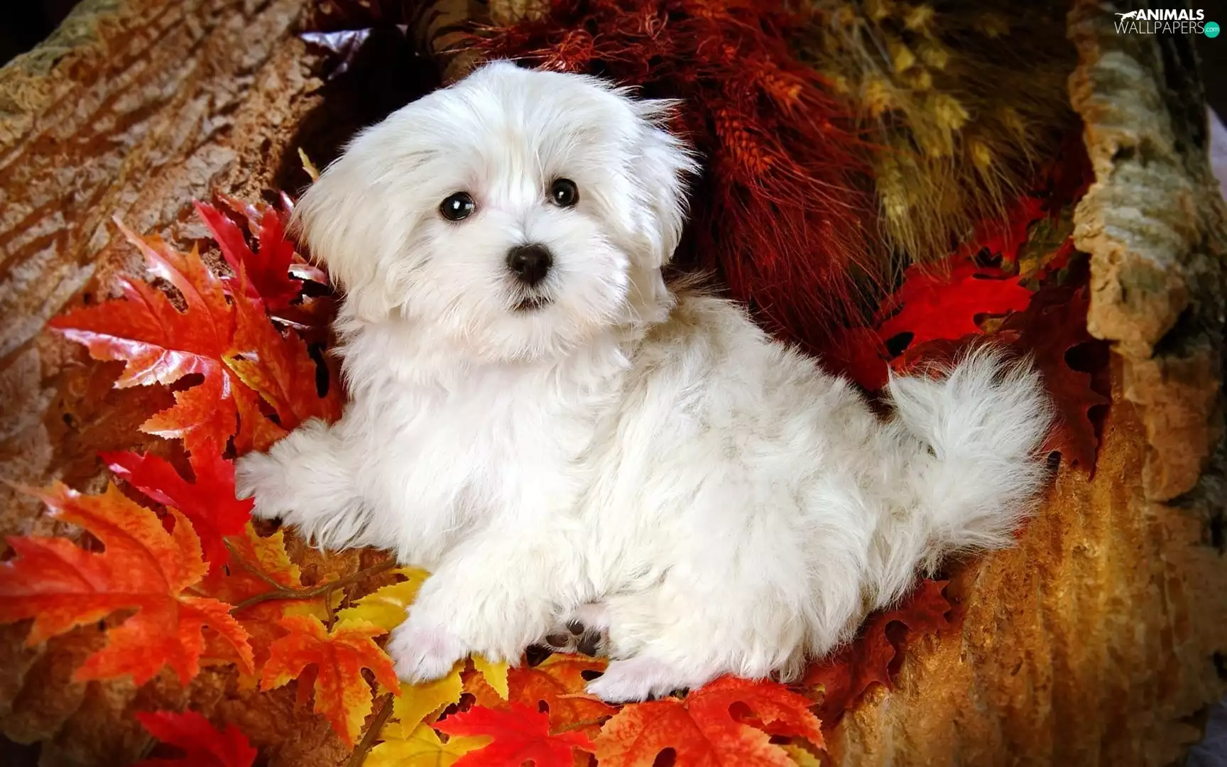 Bichon frise, Leaf