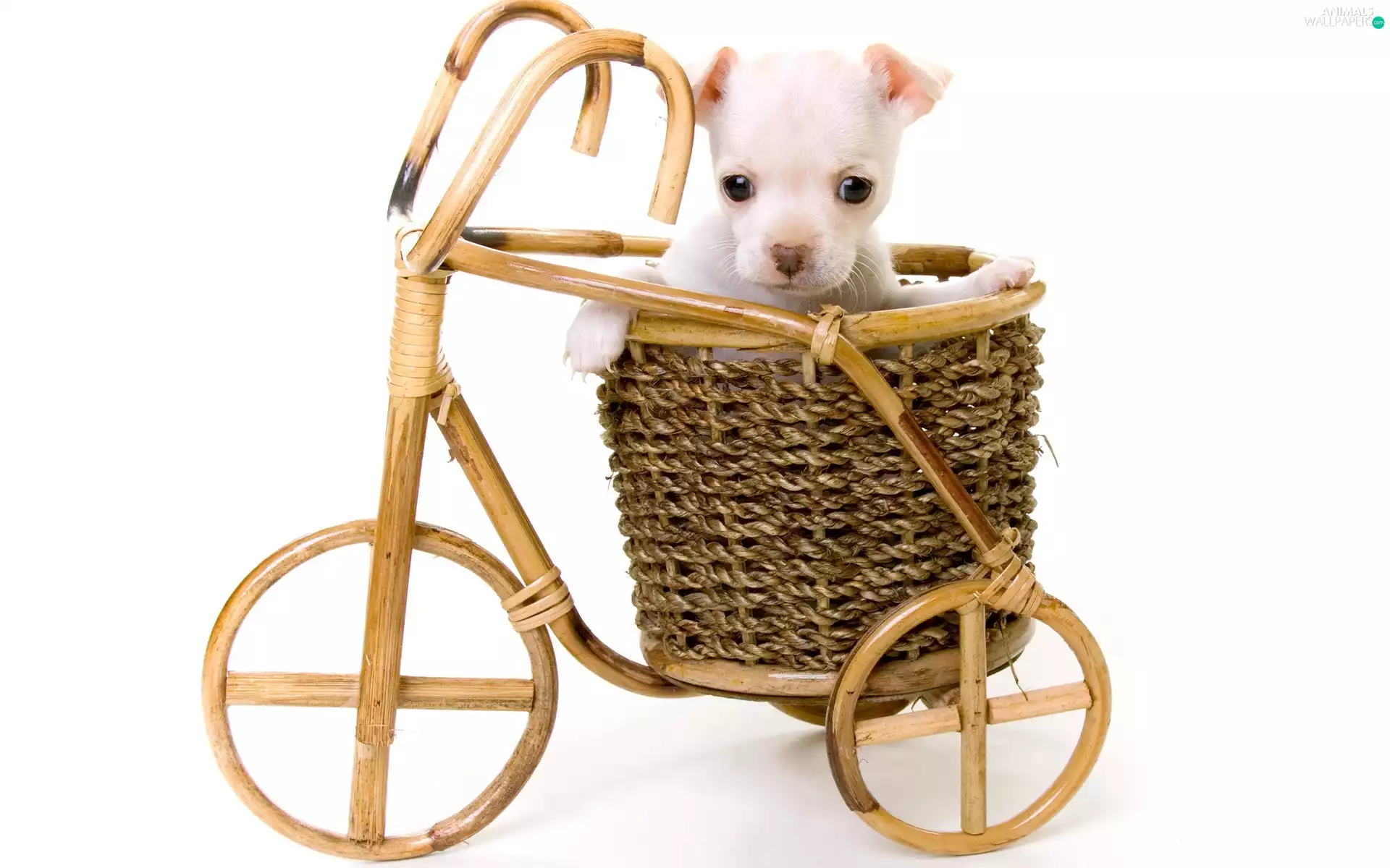 wooden, White, Puppy, Bicycle
