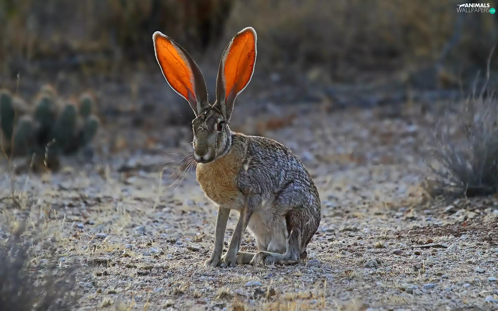 ears, Wild Rabbit, Big