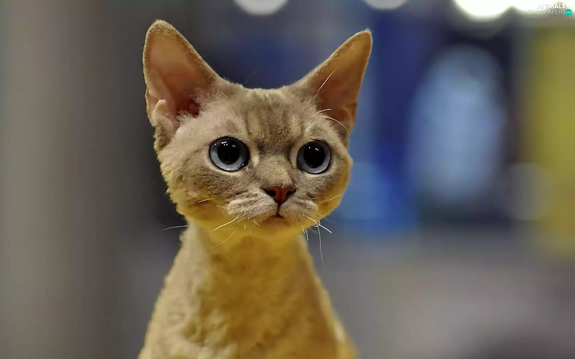 Eyes, Abyssinian Cat, Big