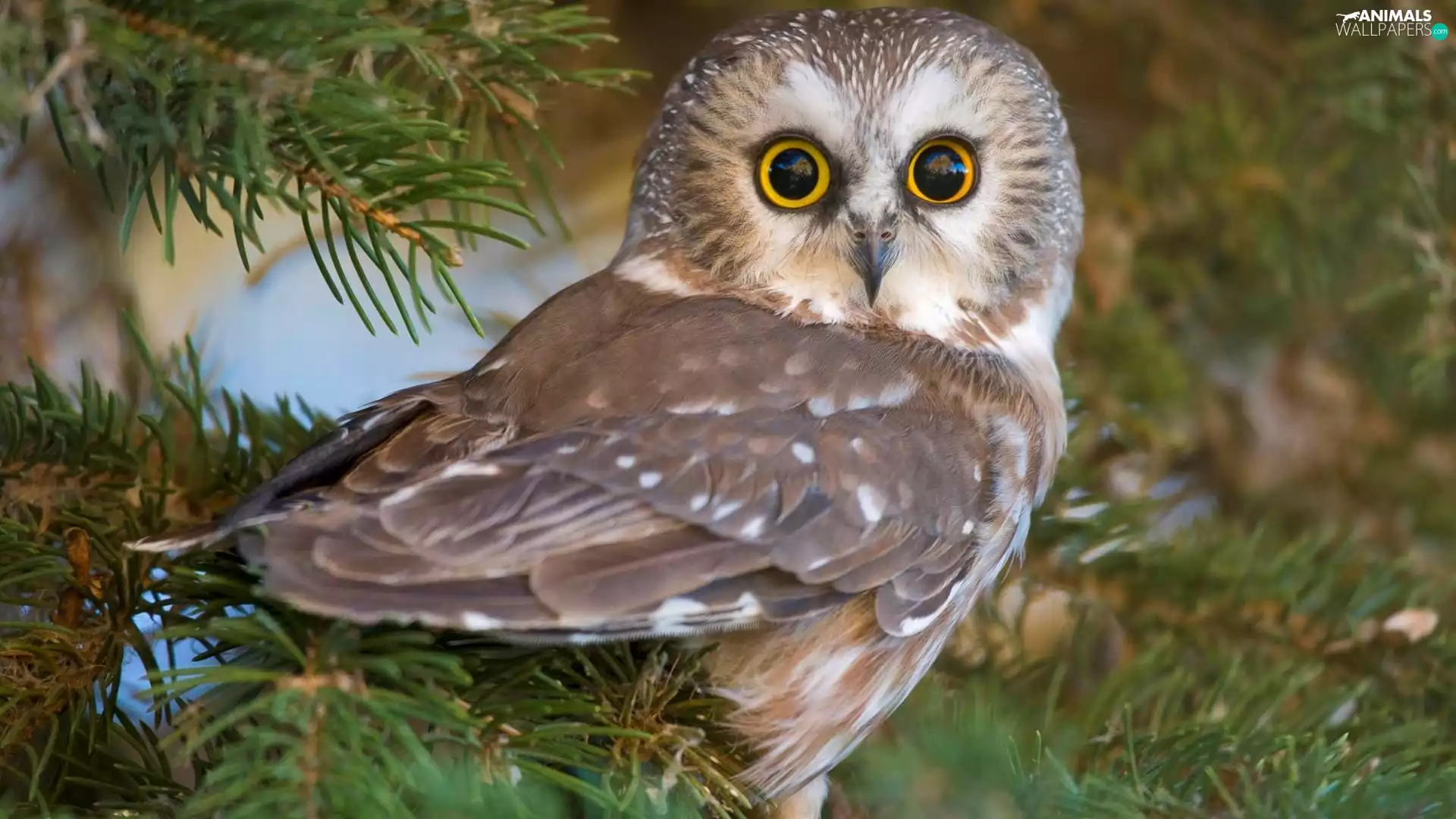 owl, Big, Eyes, facial disks