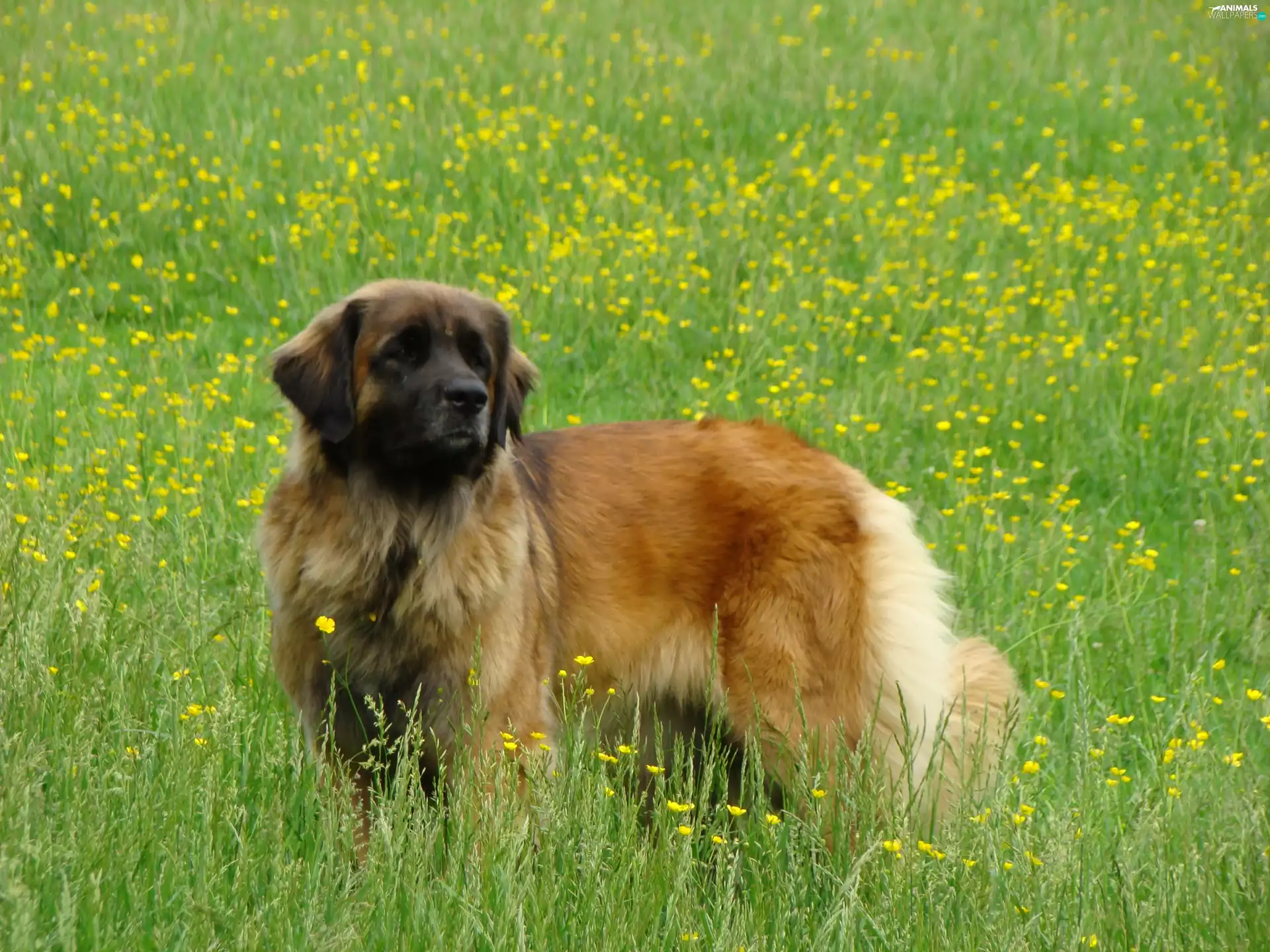 Big, Leonberger