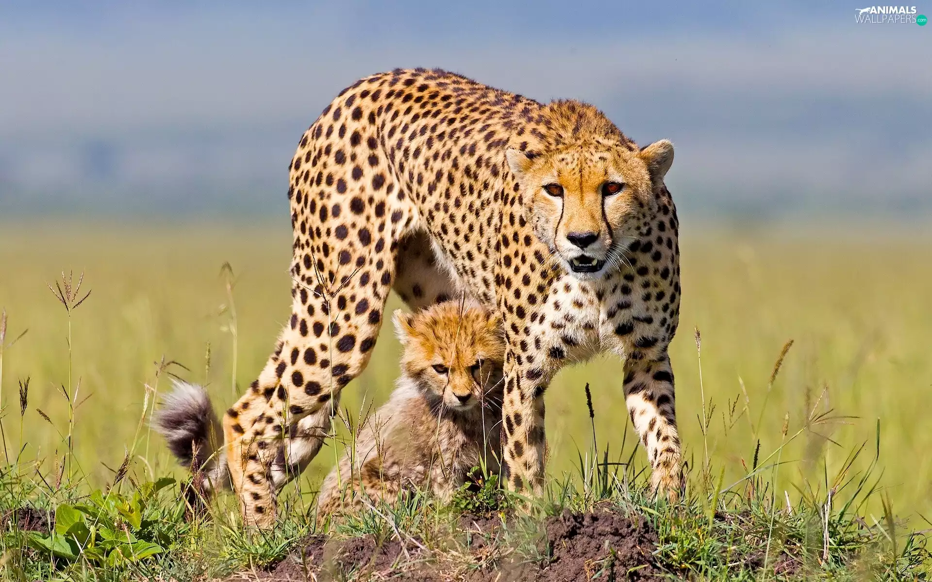 Big, Cheetah, small