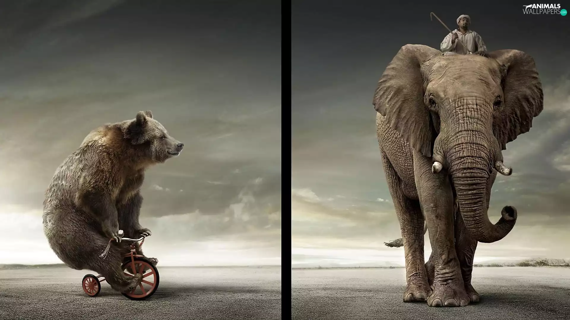 Bear, Elephant, Human, Bike