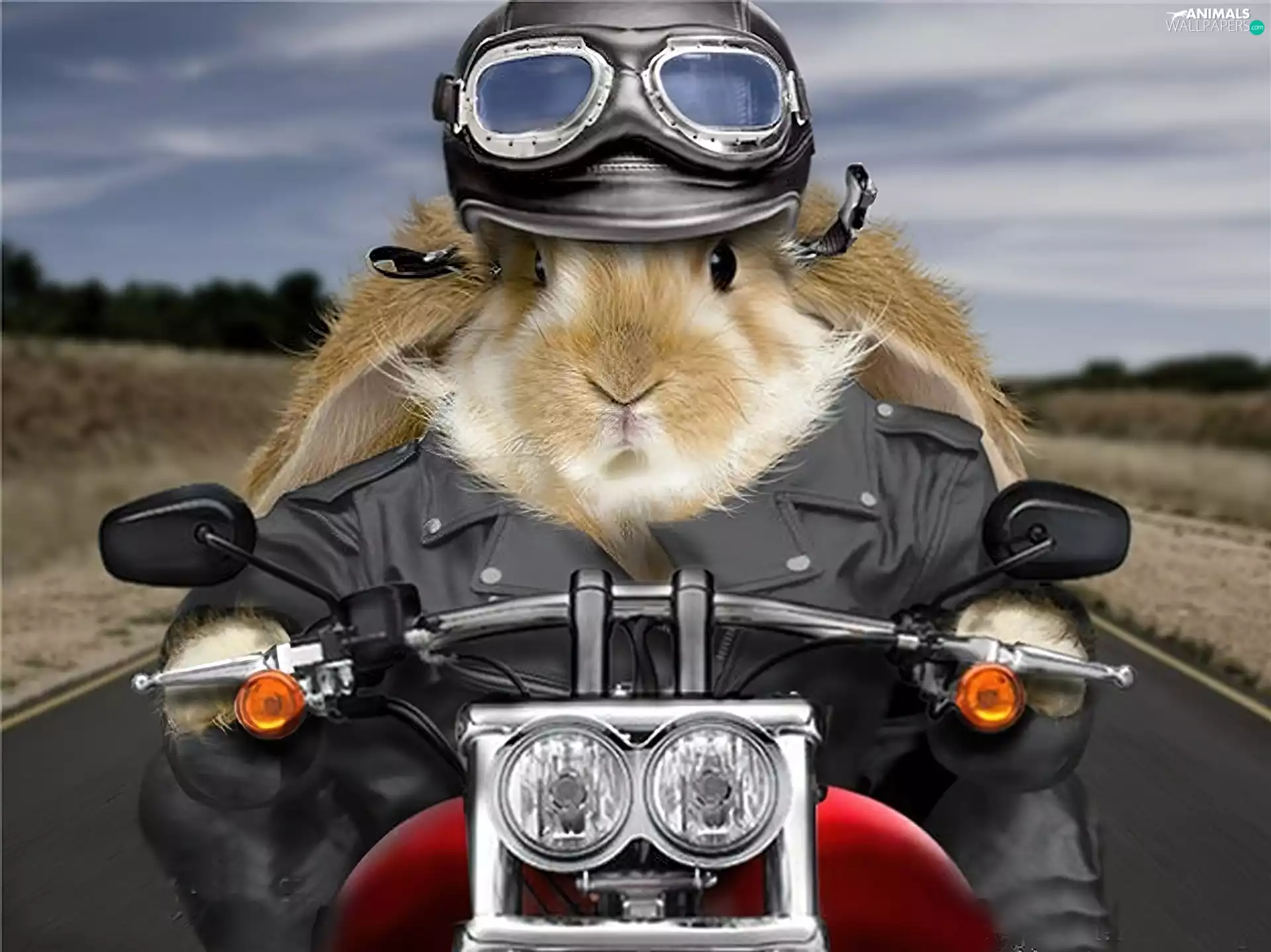 motor-bike, guinea pig, maritime