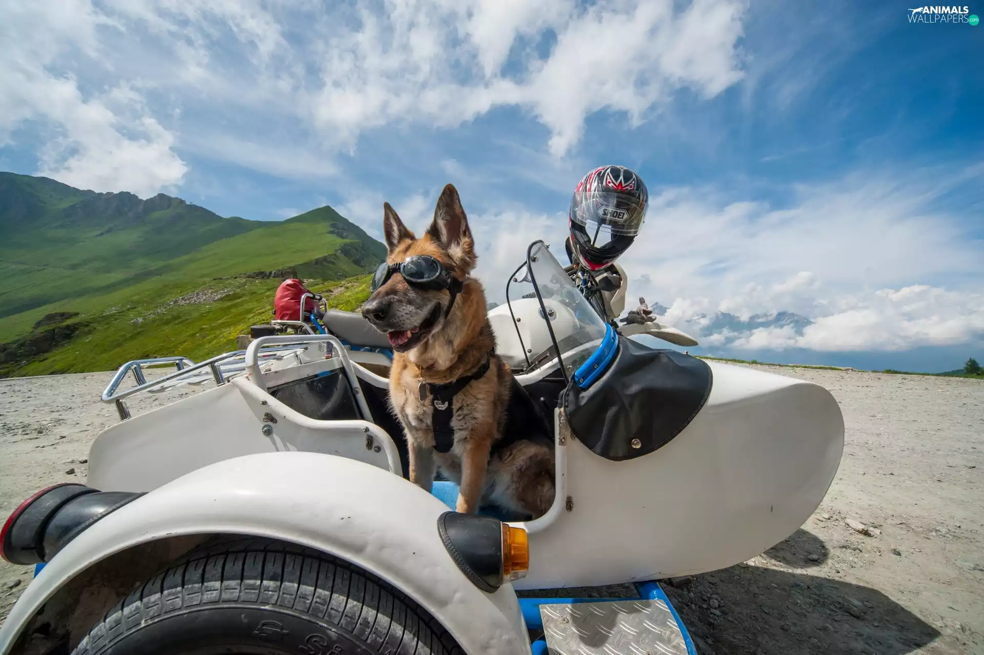 Glasses, Funny, motor-bike, helmet, German Shepherd