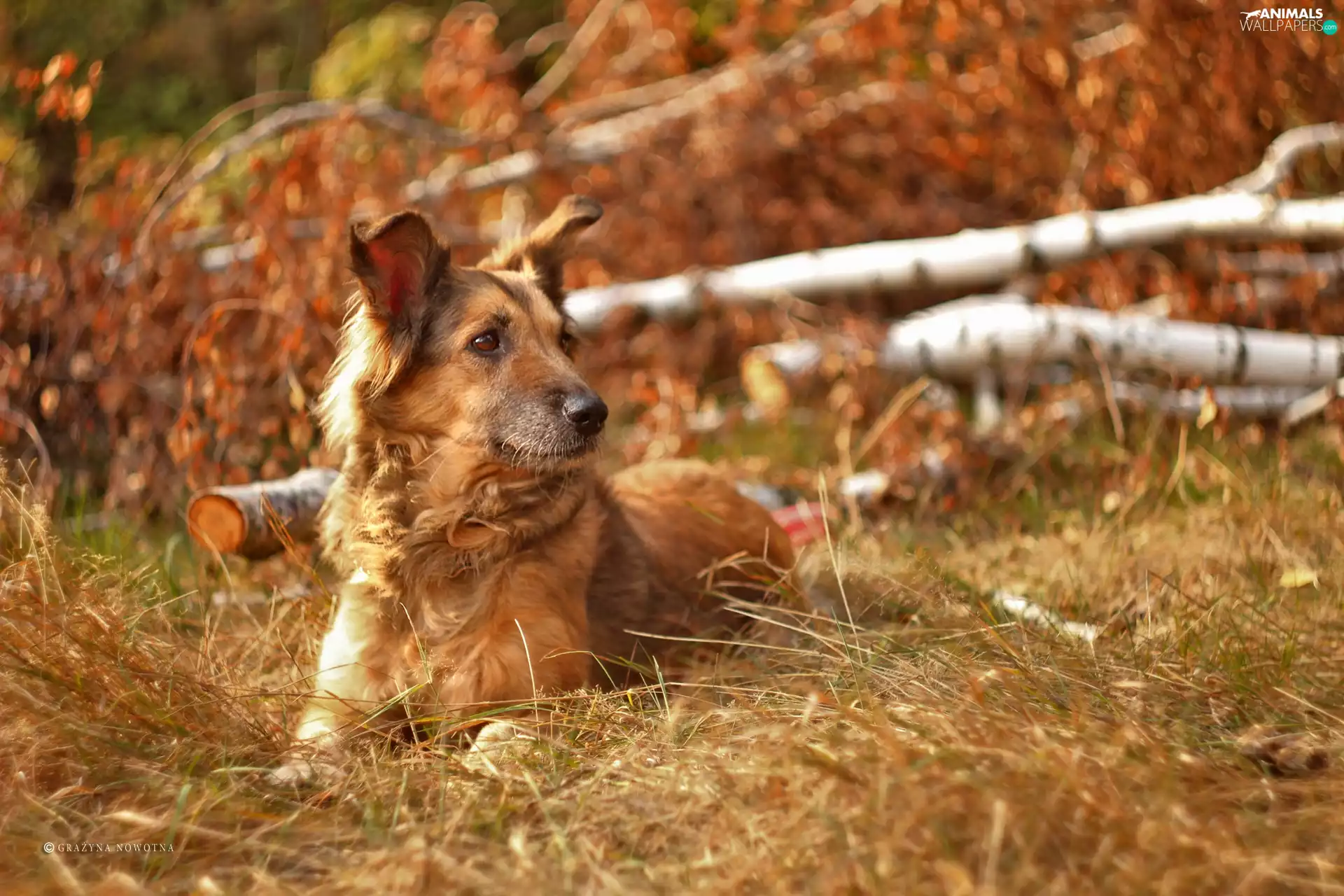 dry, birch, Shila, grass, dog
