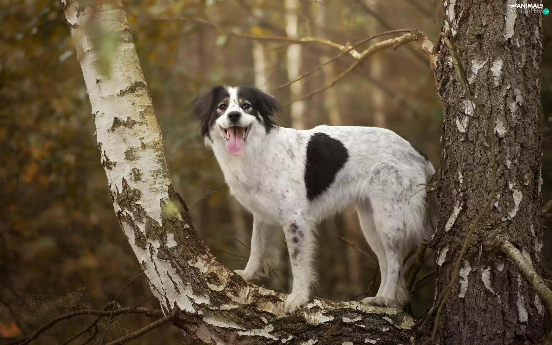 forest, birch-tree, dog, trees