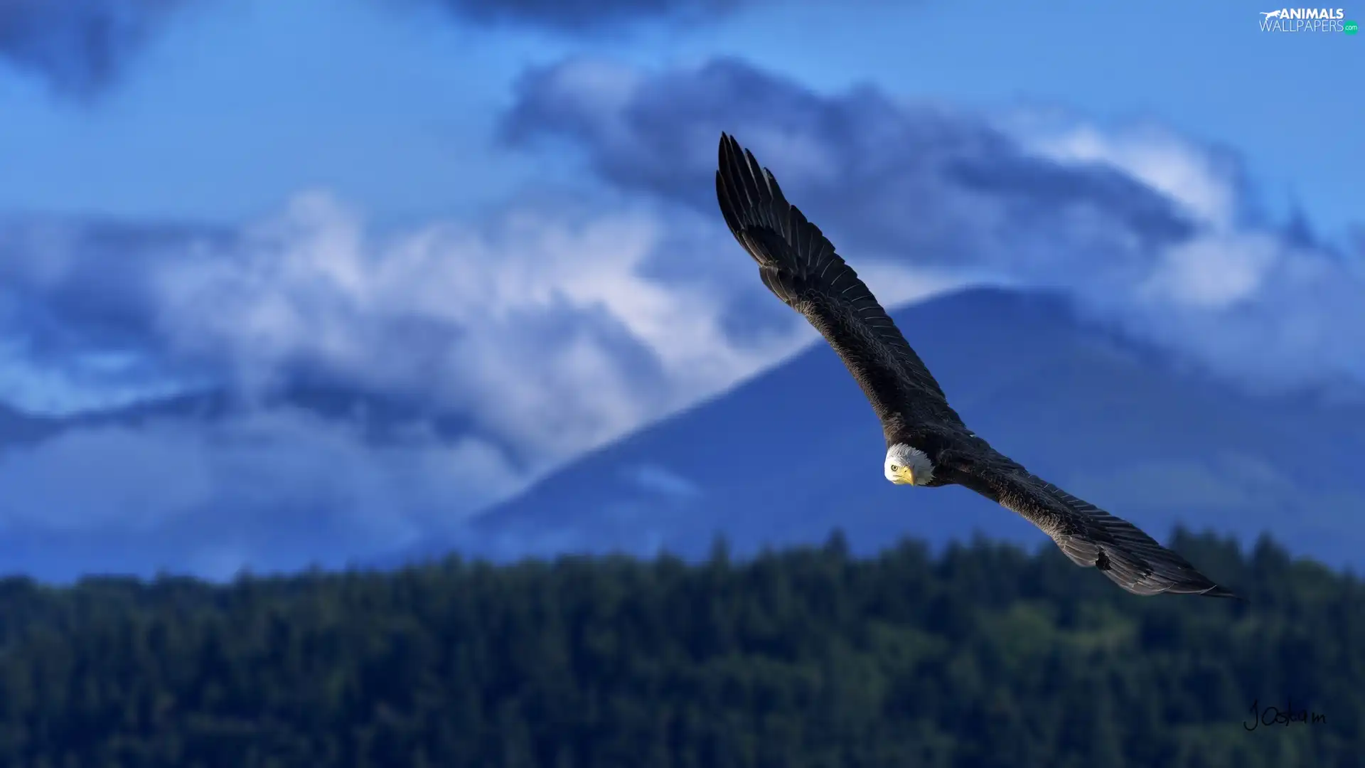 flight, Bird, American Bald Eagle