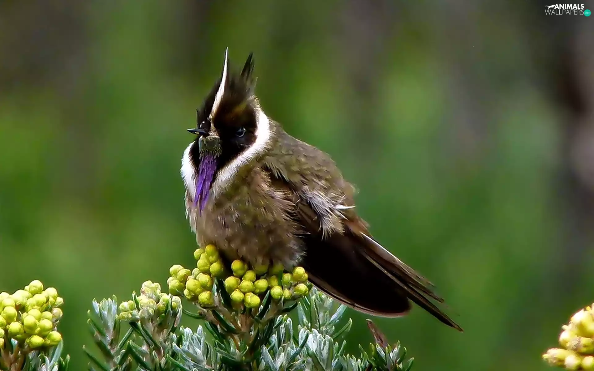 Bearded Helmetcrest, tropical, Bird