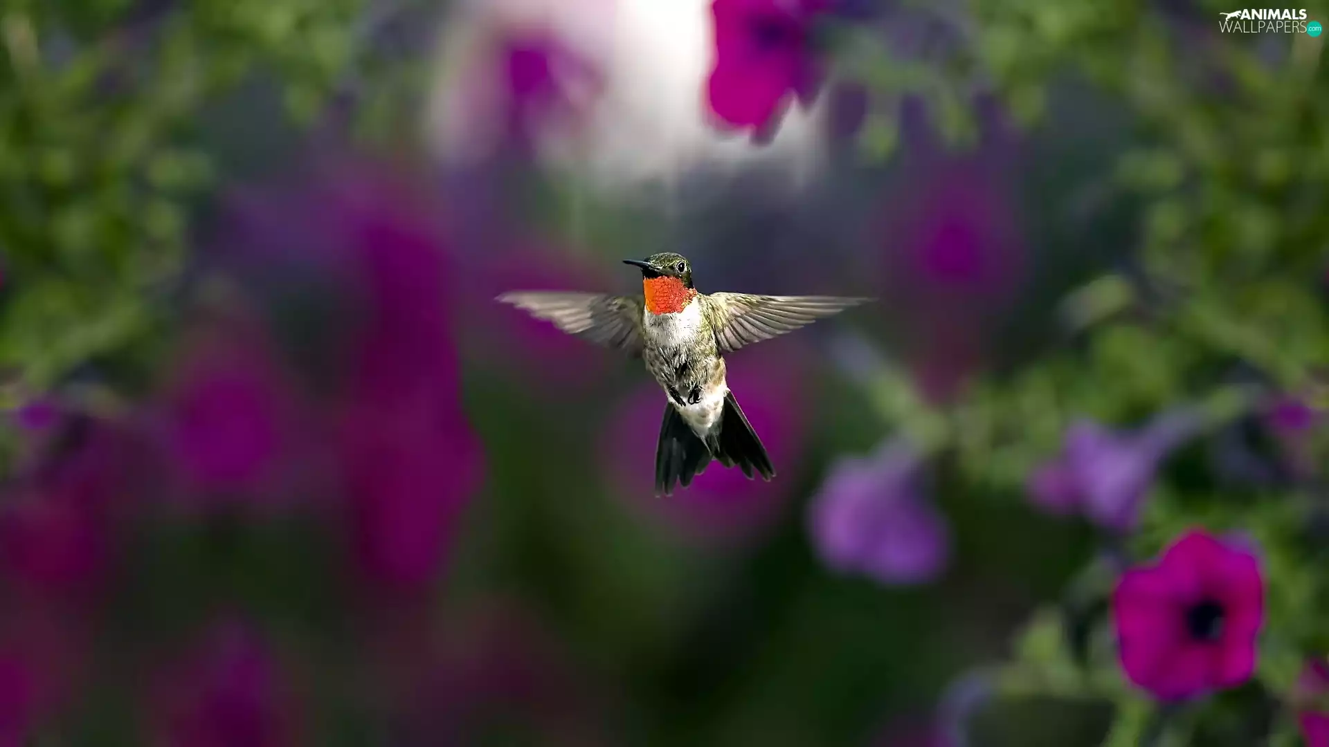 Flowers, Surfinie, humming-bird, purple, Bird