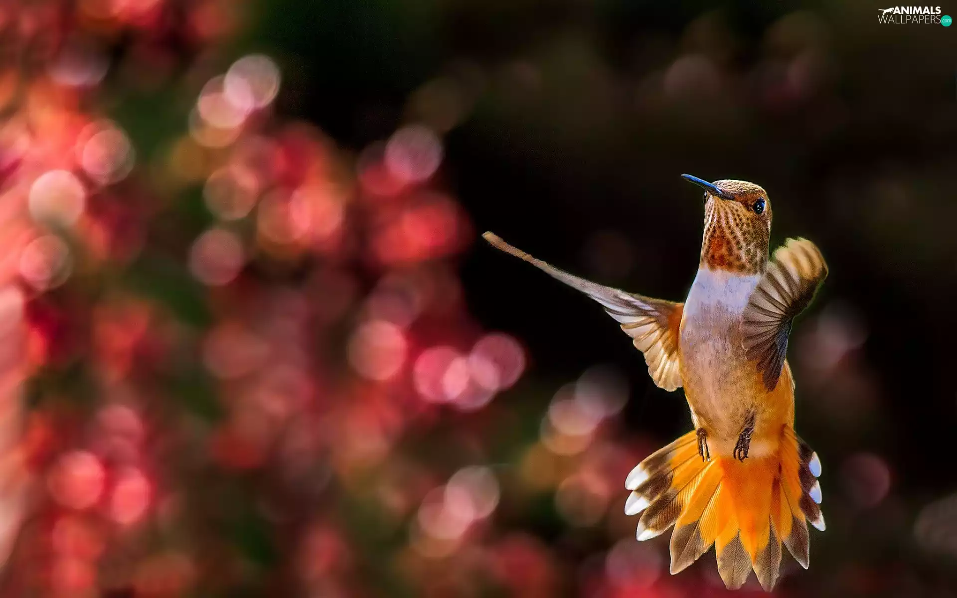 blur, Bird, humming-bird