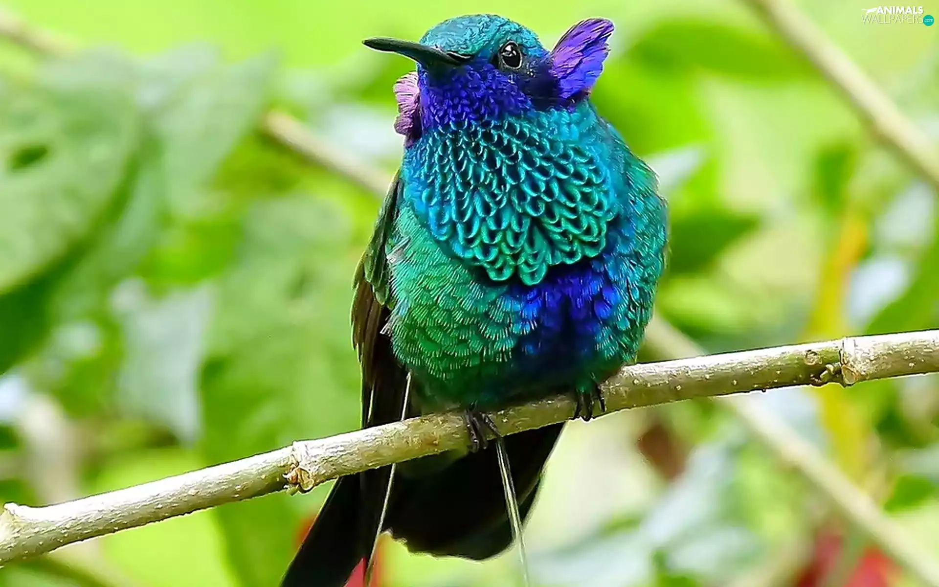 branch, Bird, humming-bird