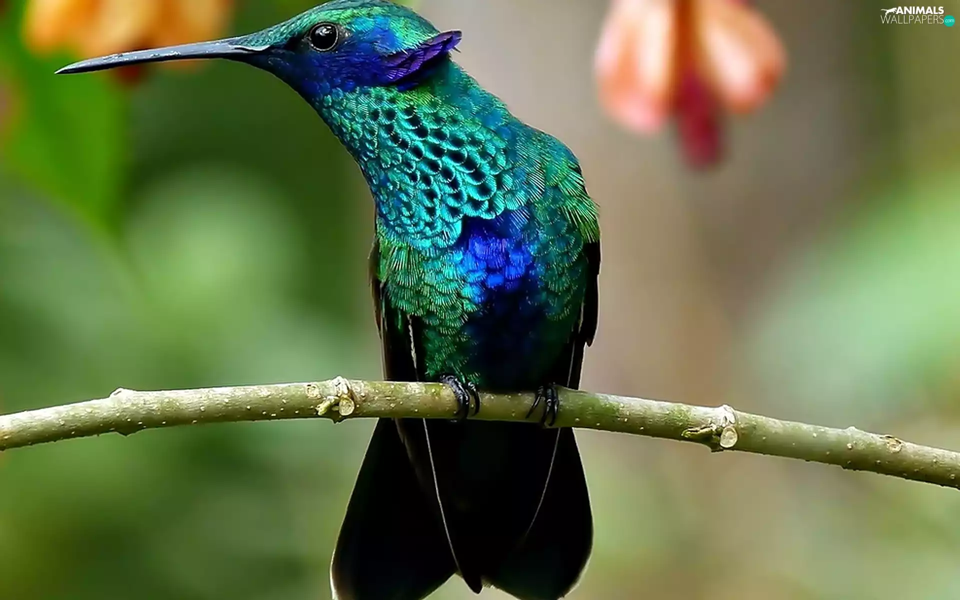 branch, Bird, humming-bird