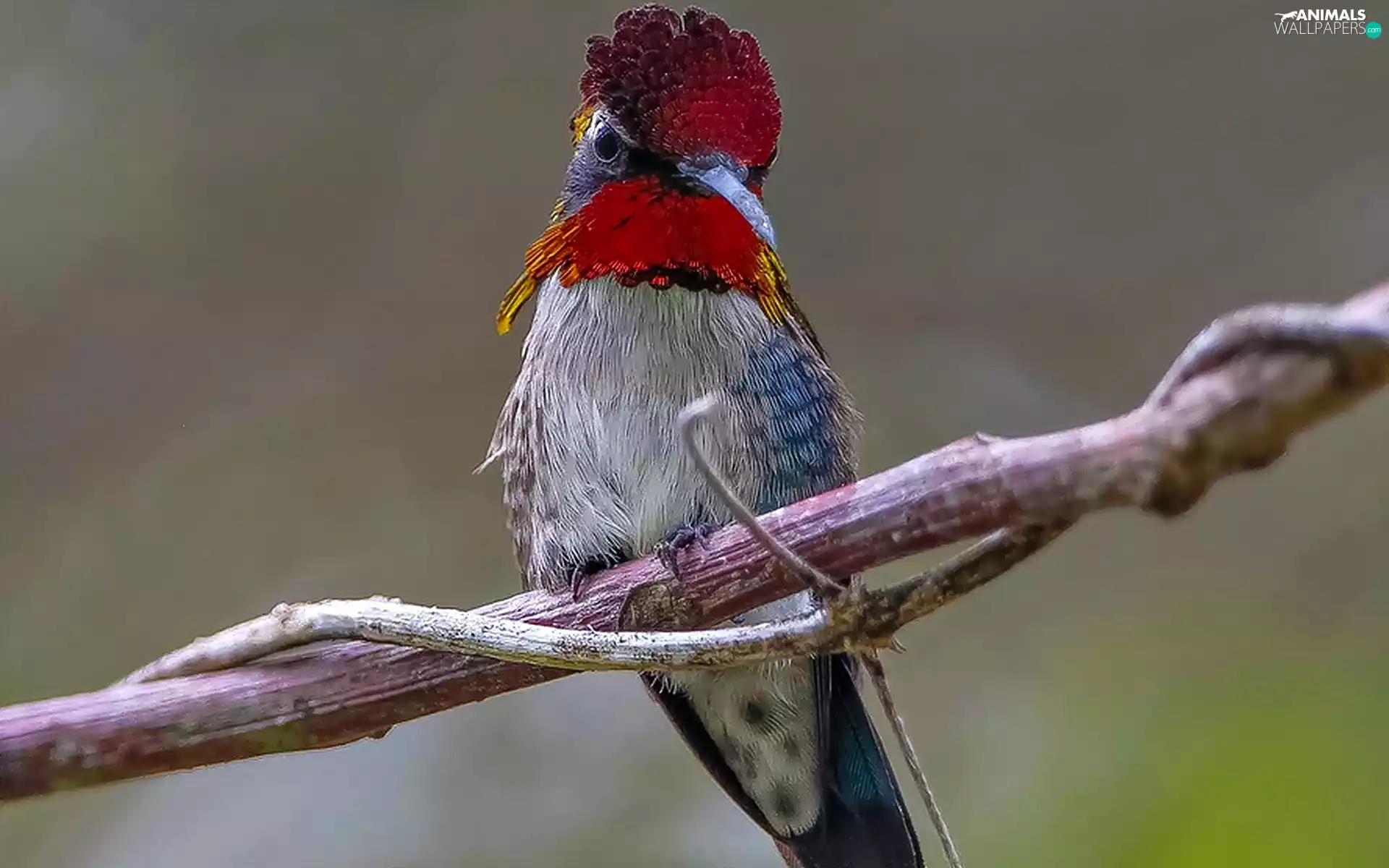 branch, Bird, humming-bird