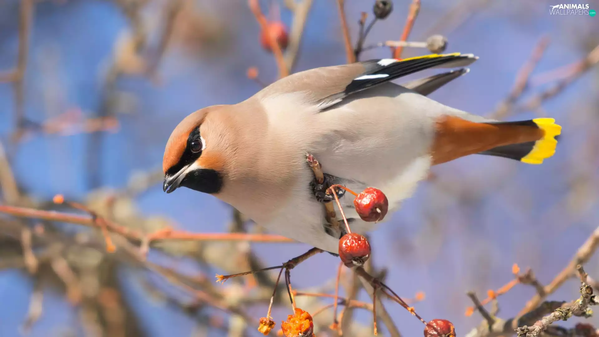 Bird, Waxwing, branch
