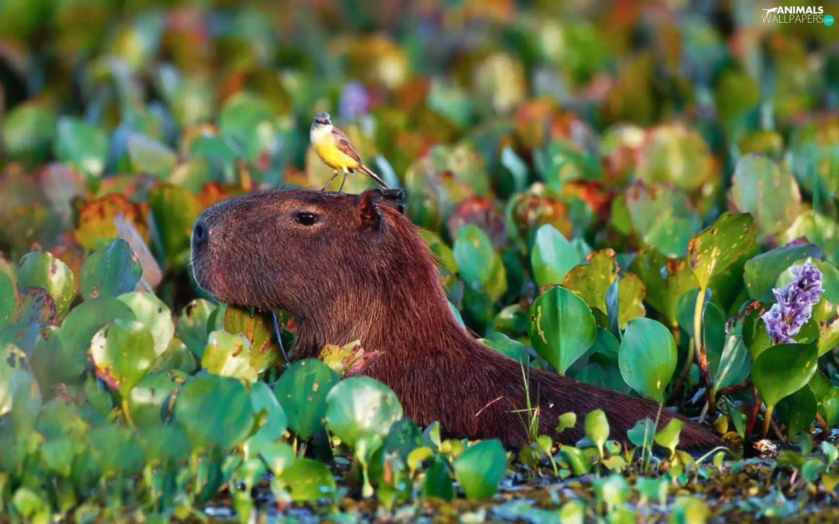 Capybara, Plants, water, Bird
