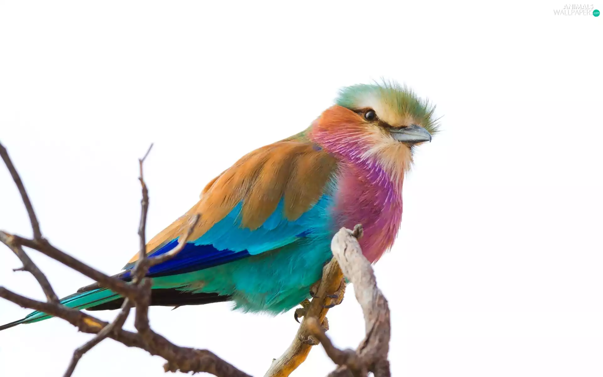 color, Kraska, branch, Bird