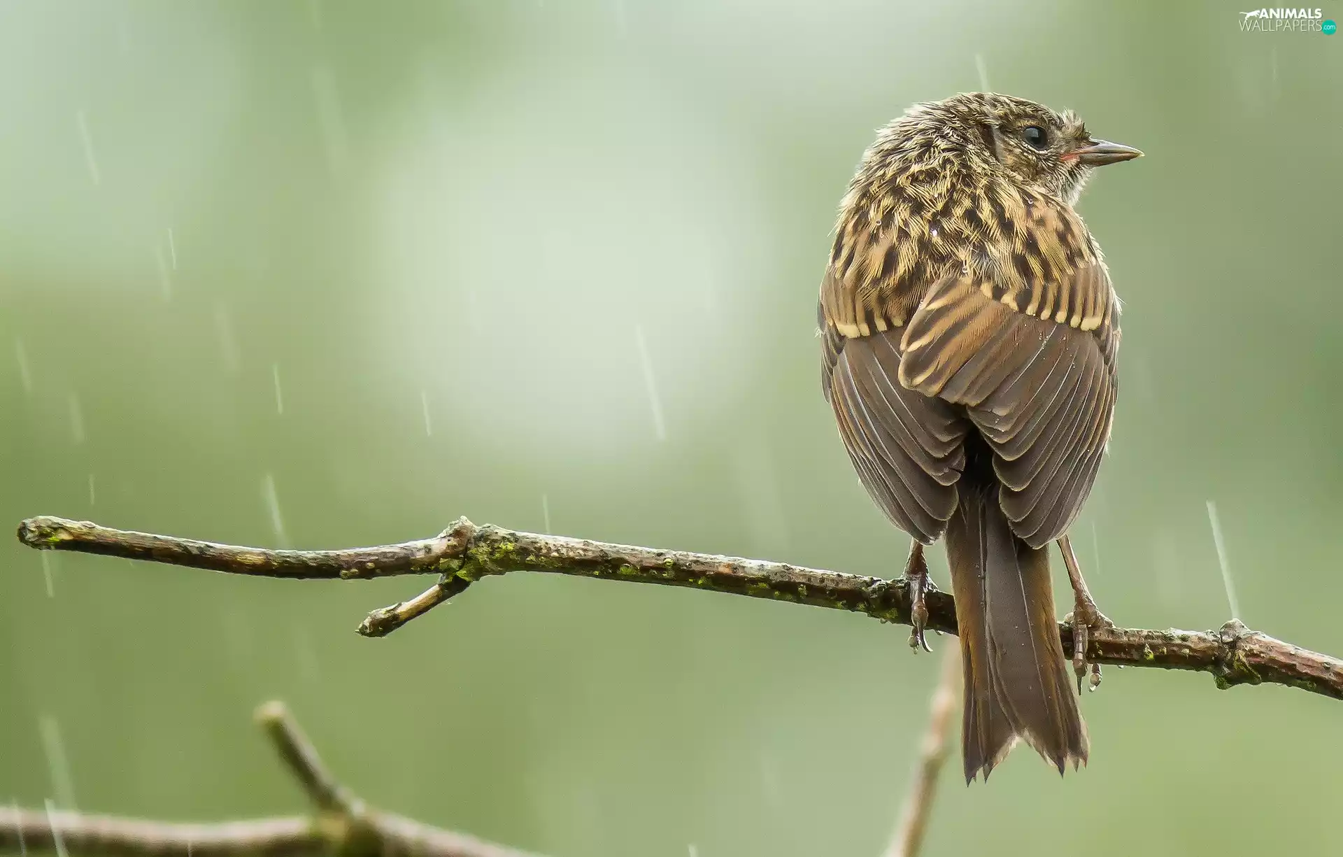 Dun, branch, Rain, Bird