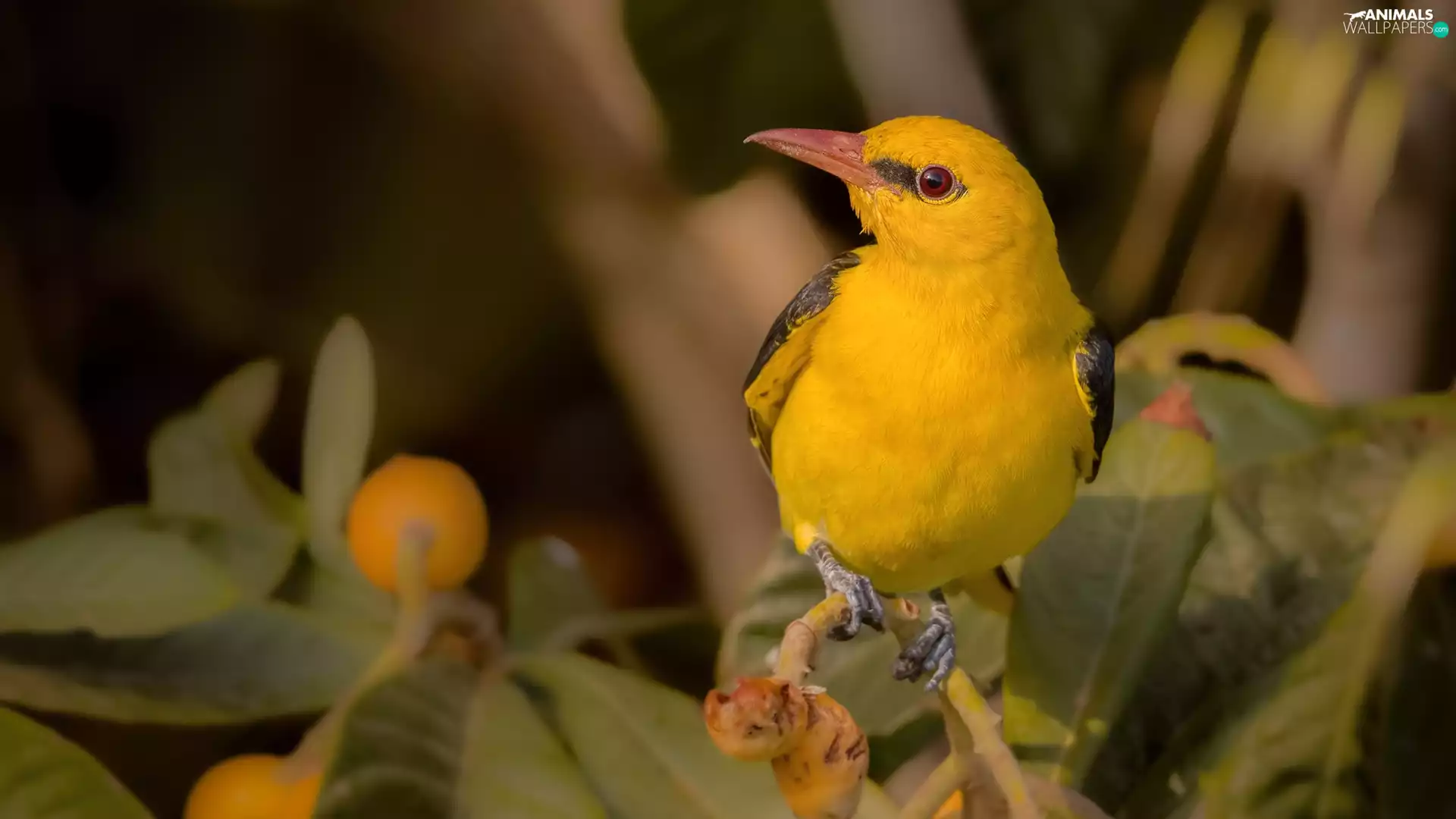 Leaf, Bird, Eurasian golden oriole