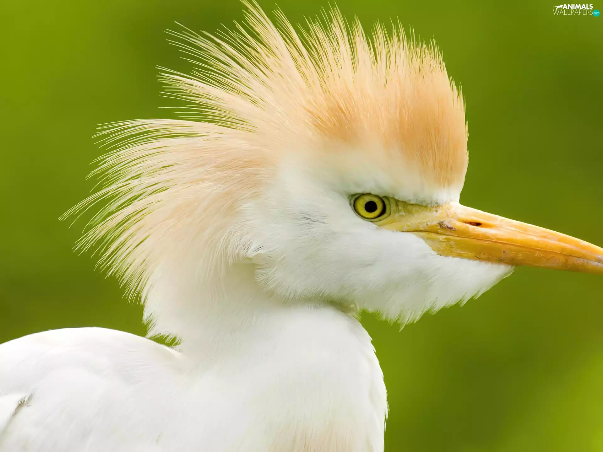 Bird, White, exotic