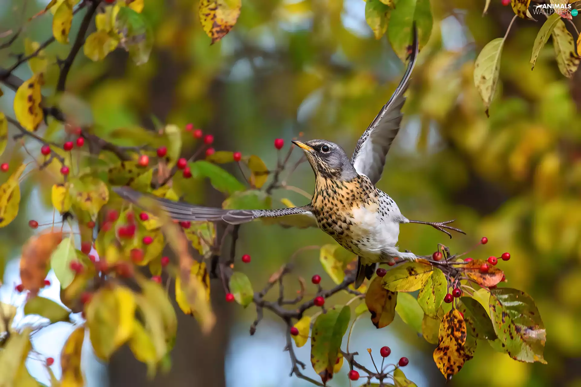 fieldfare, spread, wings, Bird