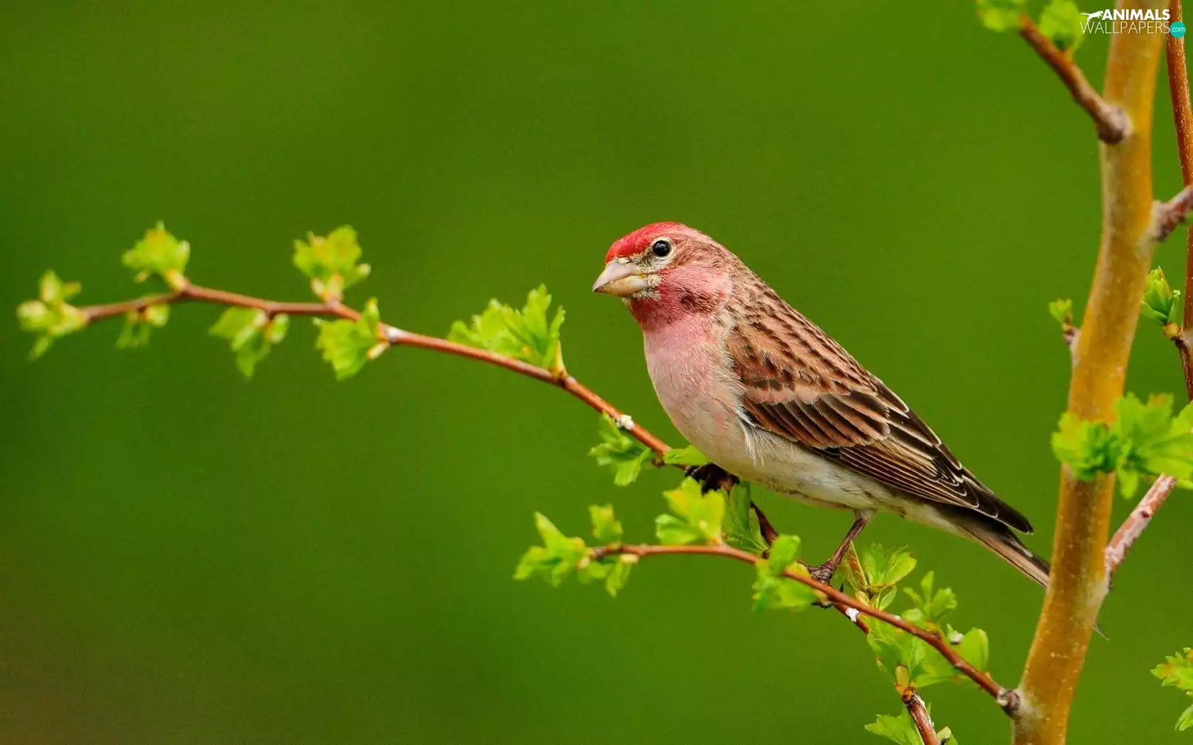 Bird, Purple Finch