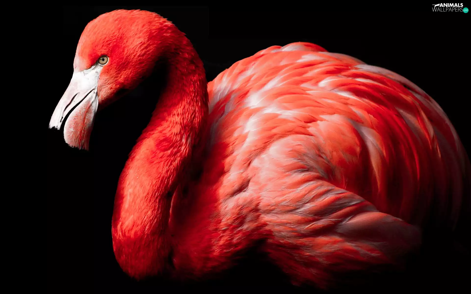 Bird, flamingo